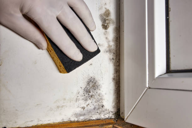 Best Industrial Mold Remediation  in Ludington, MI